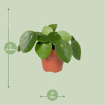 Load image into Gallery viewer, Pilea Peperomiodes - Pannekoekenplant - Ø12cm - ↕20cm
