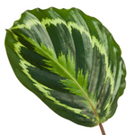 Load image into Gallery viewer, Calathea Medallion - 80 cm - Ø24cm
