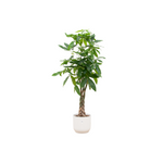 Load image into Gallery viewer, Pachira Aquatica inclusief elho Vibes Fold Round wit - 160cm - Ø30
