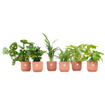 Load image into Gallery viewer, Verrassingsbox - 6 planten inclusief elho Vibes Fold Round Ø14 roze
