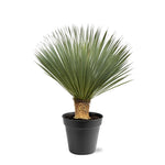 Load image into Gallery viewer, Yucca Rostrata - 100 - 120 cm - Ø40
