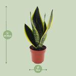 Load image into Gallery viewer, Sansevieria Futura Superba - Ø12cm - ↕30cm
