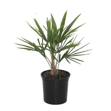 Trachycarpus Fortunei - 40 cm - Ø12cm