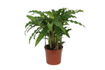Load image into Gallery viewer, Calathea Bluegrass - 35 cm - Ø12cm
