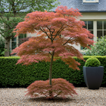 Load image into Gallery viewer, Set van 2 Japanse Esdoorn - Acer palmatum Jerre Swarts - Donker Rood
