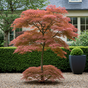 Set van 2 Japanse Esdoorn - Acer palmatum Jerre Swarts - Donker Rood