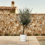 Load image into Gallery viewer, Olea Lorc - 200 cm - Ø45cm
