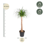 Load image into Gallery viewer, Beaucarnea stam - 120 cm - ø32
