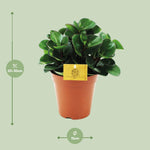 Load image into Gallery viewer, Peperomia Burning Bush - Ø15cm - ↕25cm
