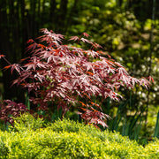 Set van 2 Japanse Esdoorn - Acer palmatum Atropurpureum - Paars