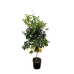Load image into Gallery viewer, Citrus Lemon - 200cm - ø40
