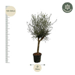 Load image into Gallery viewer, Olea Lorc - 200 cm - Ø45cm
