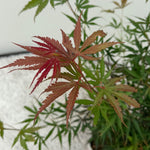 Load image into Gallery viewer, Set van 2 Japanse Esdoorn - Acer palmatum Jerre Swarts - Donker Rood

