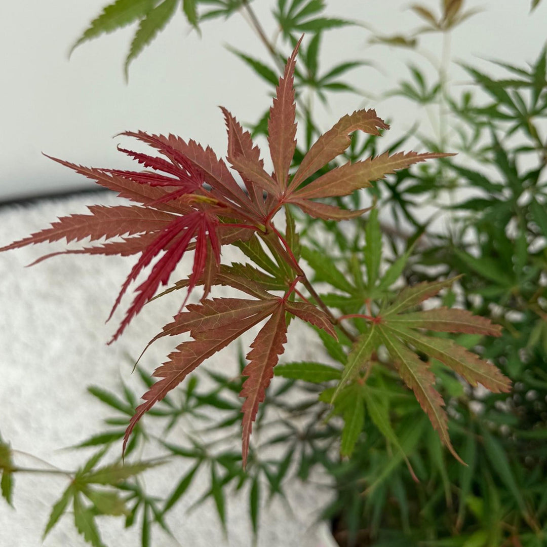 Set van 2 Japanse Esdoorn - Acer palmatum Jerre Swarts - Donker Rood