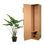 Load image into Gallery viewer, Alocasia Portodora - 140 cm - Ø34cm
