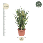Load image into Gallery viewer, Sansevieria Laurentii - 100 cm - ø35
