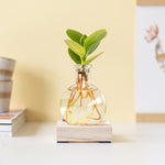 Load image into Gallery viewer, Glowplant - Clusia in vaasje met lampje
