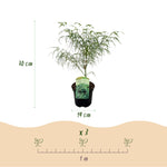 Load image into Gallery viewer, Set van 2 Japanse Esdoorn - Acer palmatum Koto-no-ito - Groen - Ø19cm
