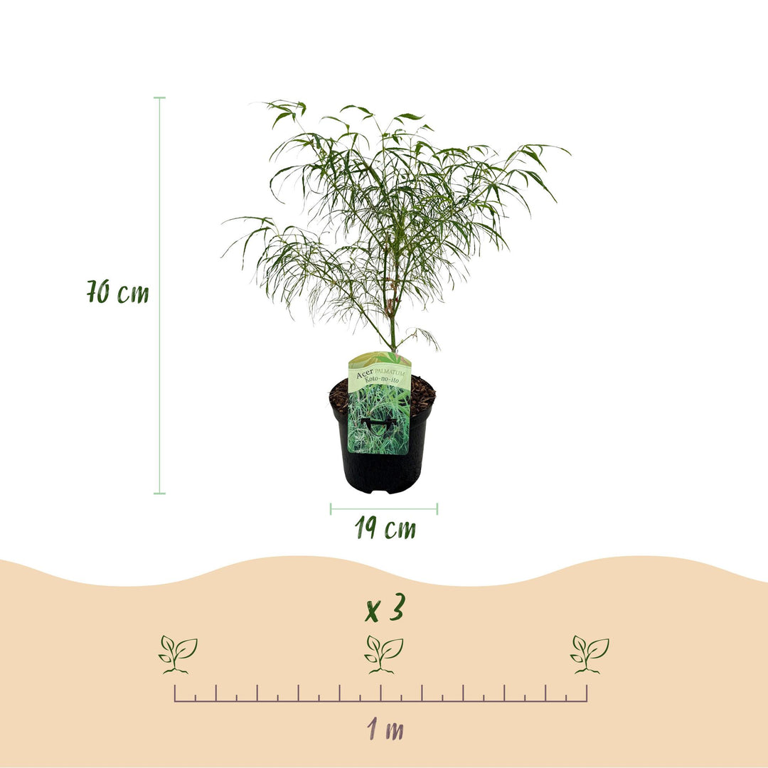 Set van 2 Japanse Esdoorn - Acer palmatum Koto-no-ito - Groen - Ø19cm