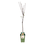 Load image into Gallery viewer, Malus Domestica Elstar - Appelboom - Ø21cm - ↕90cm
