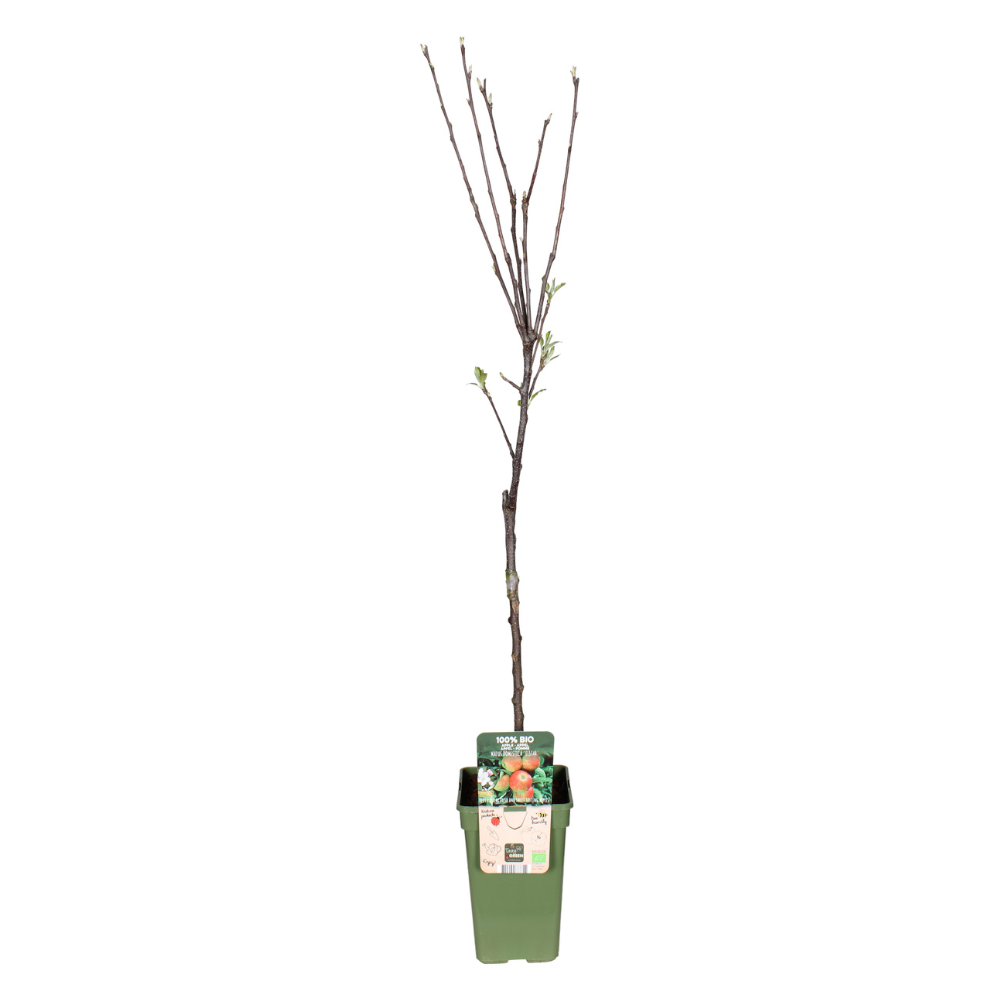 Malus Domestica Elstar - Appelboom - Ø21cm - ↕90cm