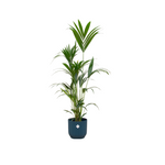 Load image into Gallery viewer, Kentia palm inclusief elho Vibes Fold Round blauw - 160cm - Ø30

