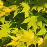 Load image into Gallery viewer, Set van 2 Japanse Esdoorn - Acer palmatum Jordan - Geel
