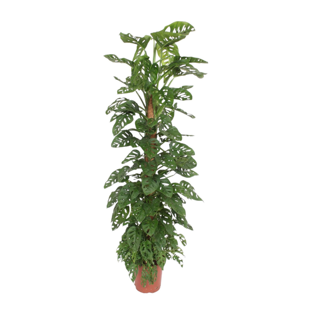 Monstera Monkey Leaf mosstok - Ø27cm - ↕170cm