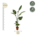Load image into Gallery viewer, 2x Strelitzia Nicolai - 130 cm - Ø17
