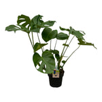 Load image into Gallery viewer, Monstera Deliciosa - 70 cm - Ø17cm
