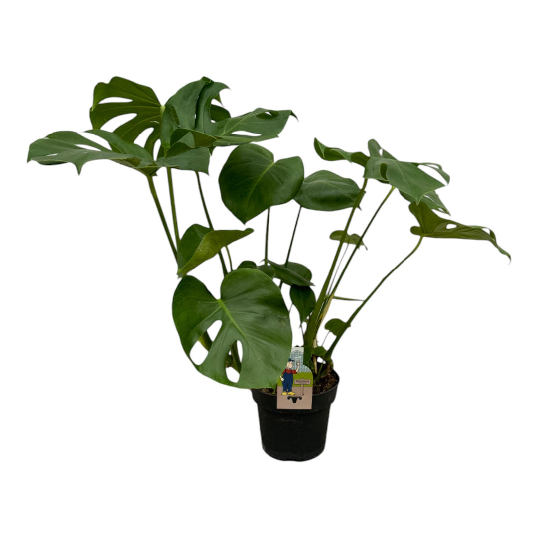 Monstera Deliciosa - 70 cm - Ø17cm