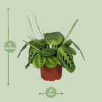 Load image into Gallery viewer, Maranta Leuconeura Fascinator Lemon Lime - Ø12cm - ↕30cm

