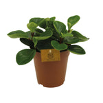Load image into Gallery viewer, Peperomia Red Canyon - Ø15cm - ↕25cm
