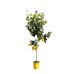 Load image into Gallery viewer, Citroenboom - 150 cm - ø24
