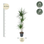 Load image into Gallery viewer, Dracaena Marginata - Ø24cm - ↕160cm
