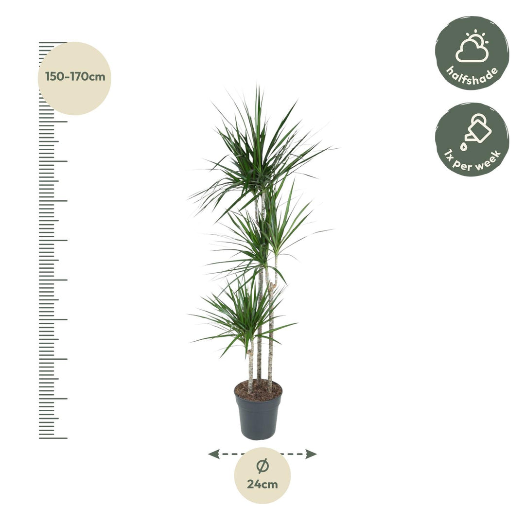 Dracaena Marginata - Ø24cm - ↕160cm