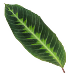 Load image into Gallery viewer, Calathea Warscewiczii - 100 cm - Ø21cm
