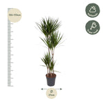 Load image into Gallery viewer, Dracaena Marginata - Ø27cm - ↕180cm
