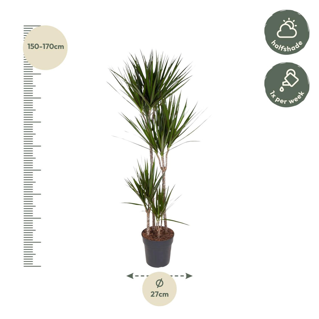 Dracaena Marginata - Ø27cm - ↕180cm